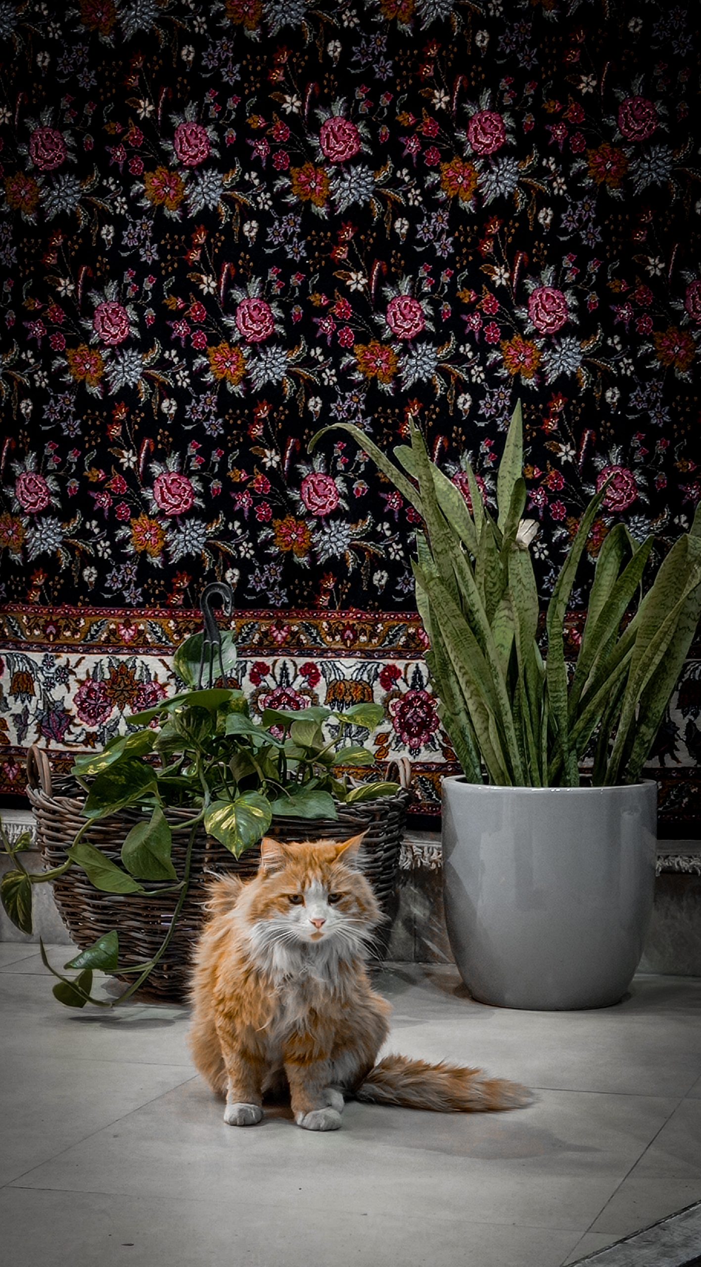 Persian cat infront of a persian carpet